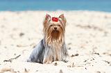 YORKSHIRE TERRIER 101